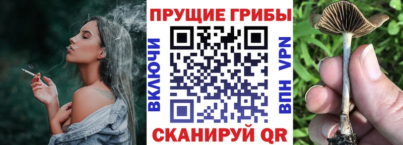 Купить закладки  Новочеркасск  Псилоцибиновые грибы Magic Shrooms 